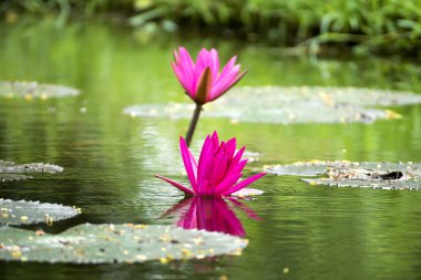 Havuzda güzel pembe nilüfer çiçek.
