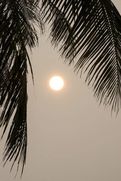 Силуэты кокосовых деревьев с солнцем, скрытым — стоковое фото