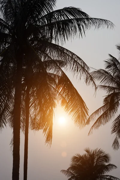 Silhuetter av kokosnöt träd med solen som skyms av de — Stockfoto