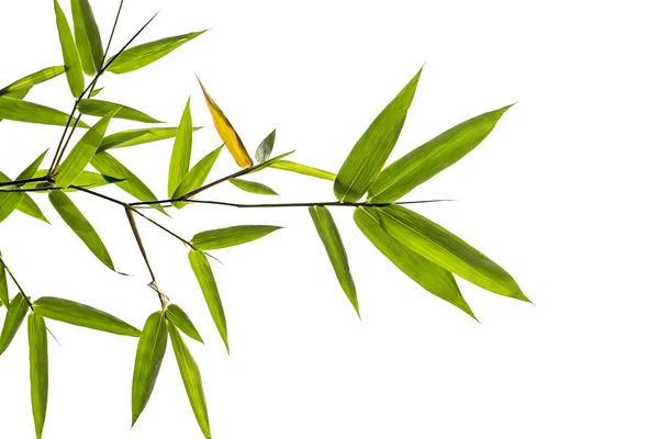 Folhas de bambu verde no fundo branco. — Fotografia de Stock