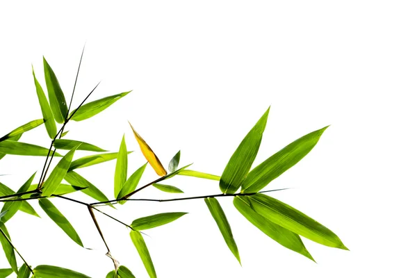 Green bamboo leaves on white background. — Stock Photo, Image