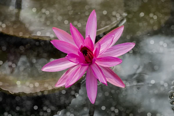 Schöne rosa Seerosenblüte im Teich. — Stockfoto