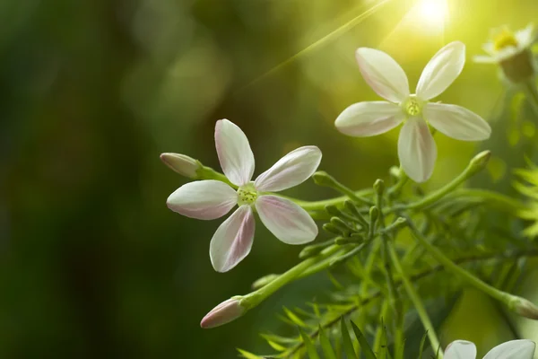 Fiore rampicante rangoon . — Foto Stock