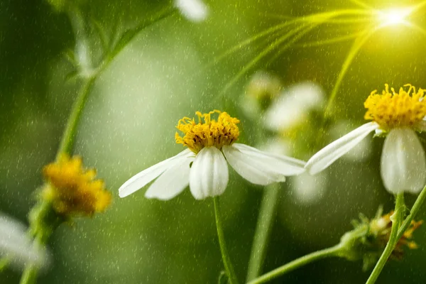 Close up van bloemen gras in de tuin. — Stockfoto