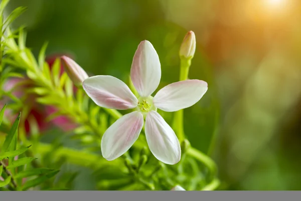 Fiore rampicante rangoon . — Foto Stock