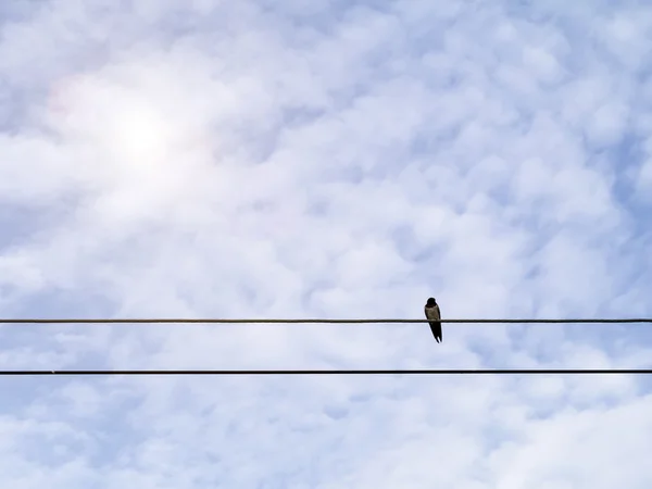 Common swallows on power lines. — Stock Photo, Image