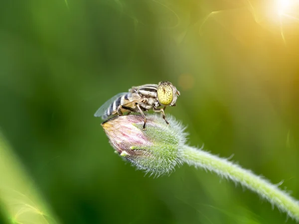 Eristalinus punctulatus fly — Foto Stock