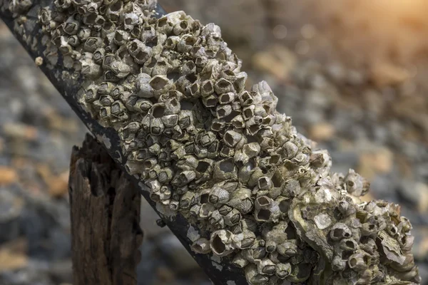 Los percebes en la roca . — Foto de Stock