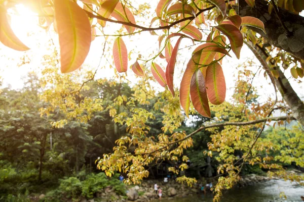 Rama de árbol, primavera — Foto de Stock