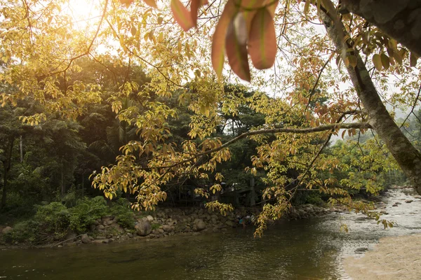 Rama de árbol, primavera — Foto de Stock