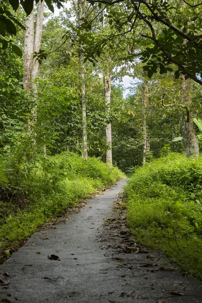 El Sendero de la Naturaleza en la montaña — Foto de Stock