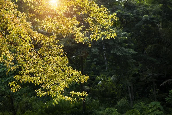 Rama de árbol, primavera — Foto de Stock