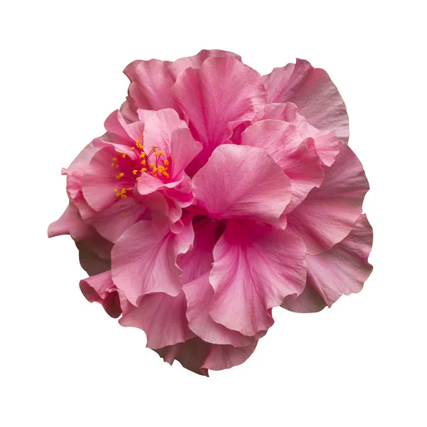핑크 히 비 스커 스 꽃 — 스톡 사진