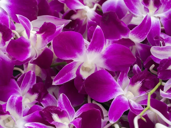 Close up de buquê de orquídeas . — Fotografia de Stock