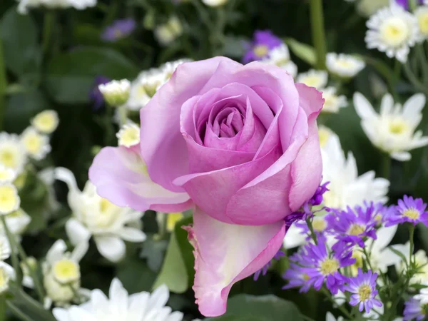Primer plano de flor de rosa —  Fotos de Stock