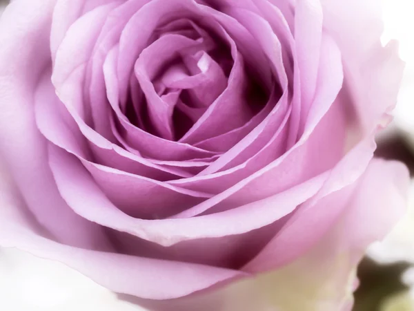 Close up of rose flower — Stock Photo, Image