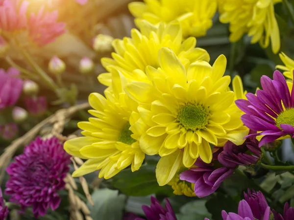 Close-up van chrysant bloem — Stockfoto