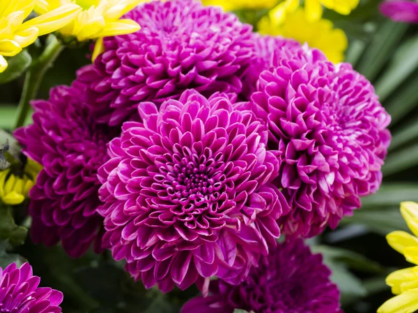 Nahaufnahme der Chrysanthemenblüte — Stockfoto