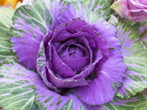 Veilchen Kohl Zierkohl Hintergrund. — Stockfoto