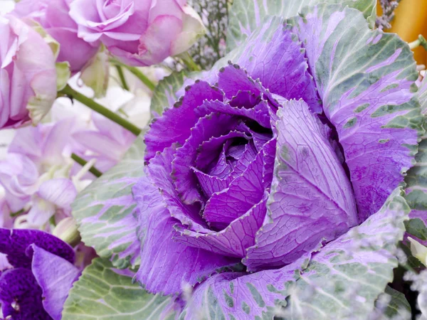 Veilchen Kohl Zierkohl Hintergrund. — Stockfoto