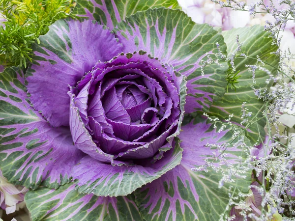 Veilchen Kohl Zierkohl Hintergrund. — Stockfoto