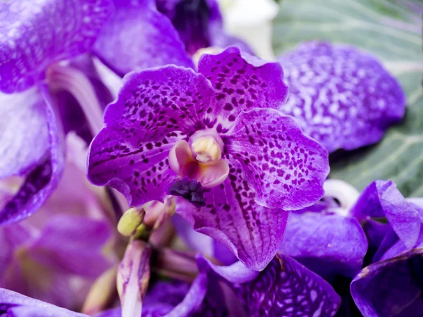 Detailní záběr kytice orchidejí. — Stock fotografie