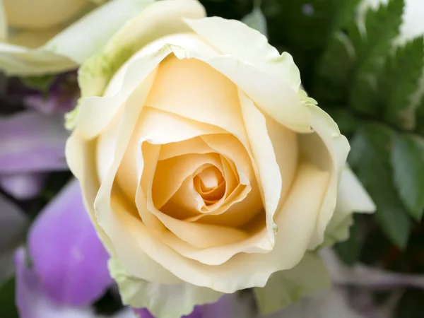 Close up of rose flower — Stock Photo, Image