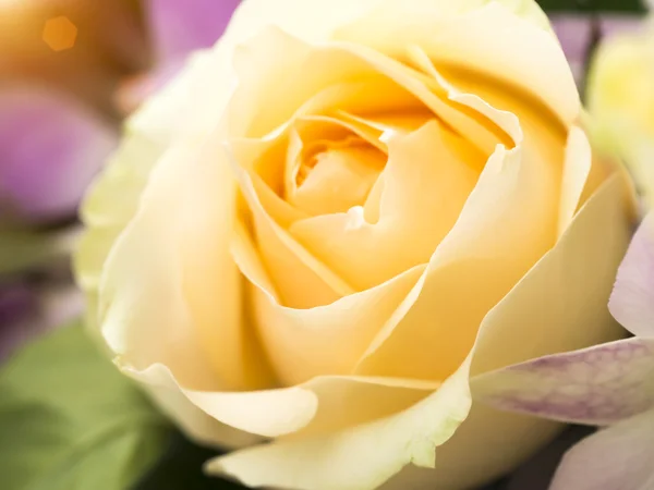 Close up of rose flower — Stock Photo, Image