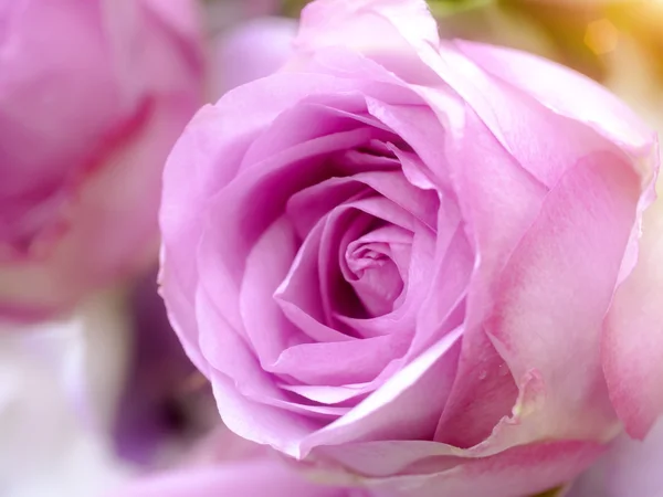 Nærbillede af rosenblomst - Stock-foto