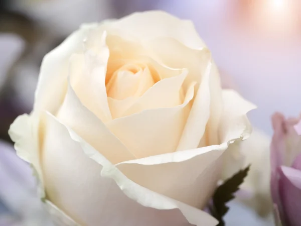 Close up of rose flower — Stock Photo, Image