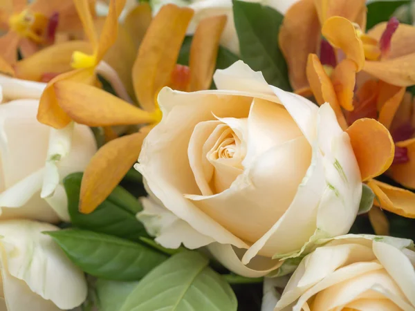 Close up of rose flower — Stock Photo, Image