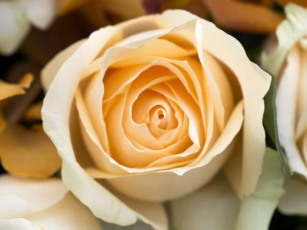 Close up of rose. — Stock Photo, Image