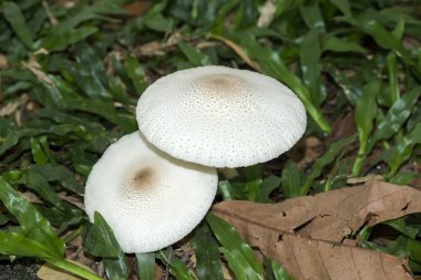 Işık ile beyaz Zehirli mantar.