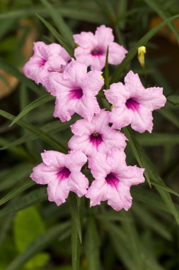 Pembe çiçekler Ruellia tuberosa Linn.