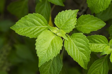 Bahçedeki ağaç fesleğen ile.