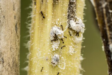 Ants and white aphids on the tree. clipart