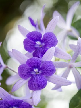 Petrea çiçekler. (Kraliçe'nin çelenk, zımpara asma, çelenk mor)