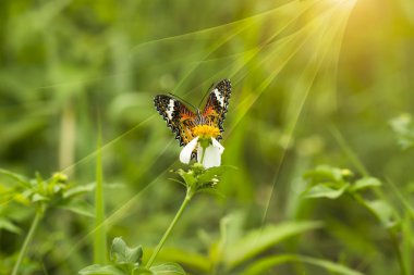 tatlı turuncu kelebek
