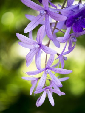 Petrea çiçekler. (Kraliçe'nin çelenk, zımpara asma, çelenk mor)