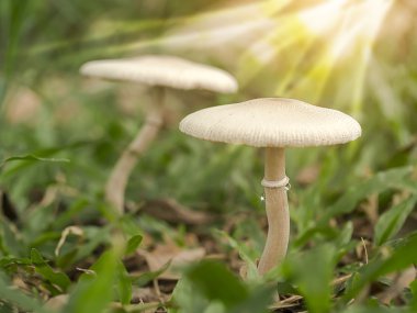 Güneş ışığı ile beyaz Zehirli mantar.