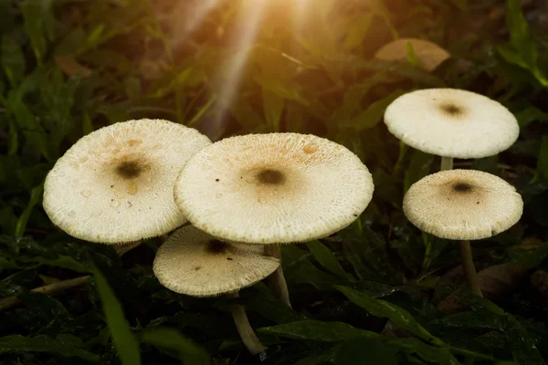 Weiße giftige Pilze mit Licht. — Stockfoto