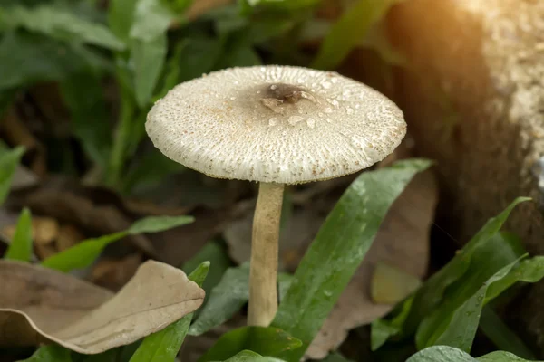Bílé jedovaté houby se světlem. — Stock fotografie