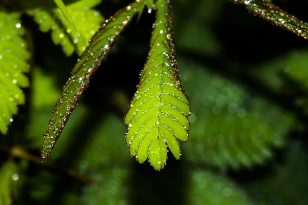 Sensitive plant and water drop ( mimosa pudica )