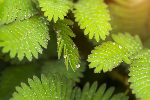 Plante sensible et goutte d'eau (mimosa pudica)  ) — Photo