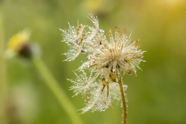 Close up de flores de grama e gota de orvalho . — Fotografia de Stock