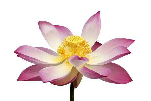 Hermosa flor de loto sobre fondo blanco . —  Fotos de Stock