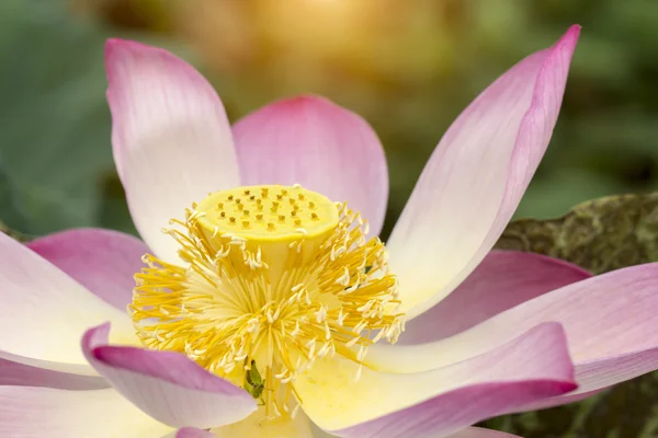 Bela flor de lótus — Fotografia de Stock