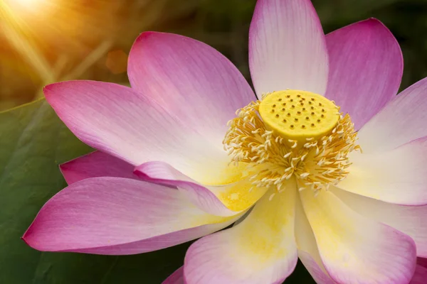 Beautiful lotus flower with sunlight. — Stock Photo, Image