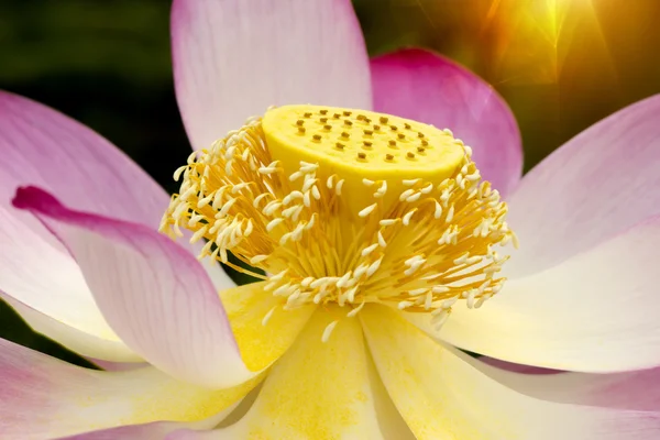 Beautiful lotus flower — Stock Photo, Image