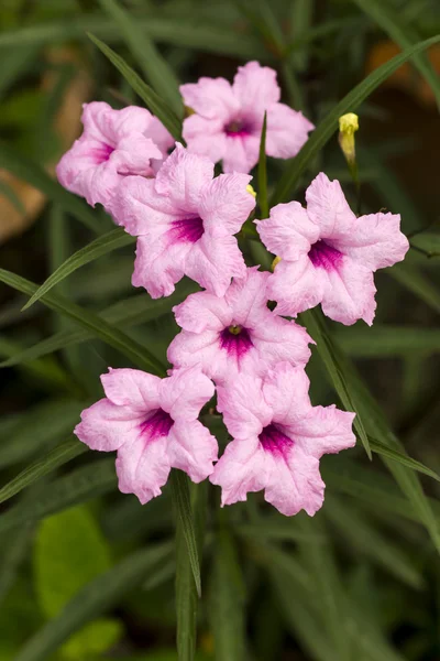 Pink flowers Ruellia tuberosa Linn. — Stock Photo, Image